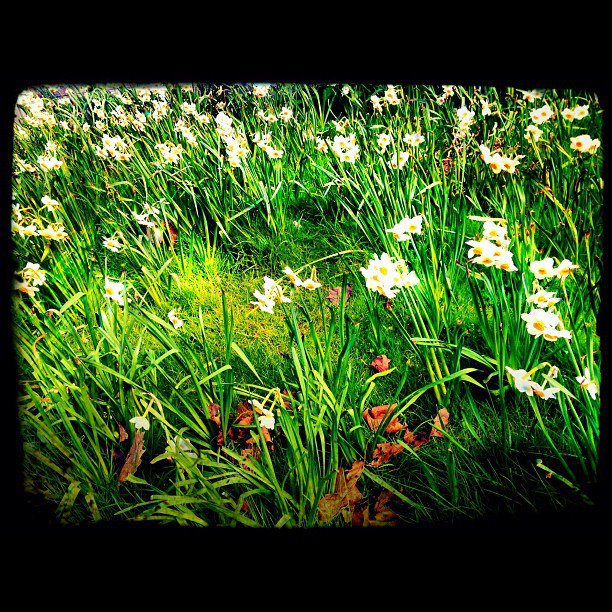 spring